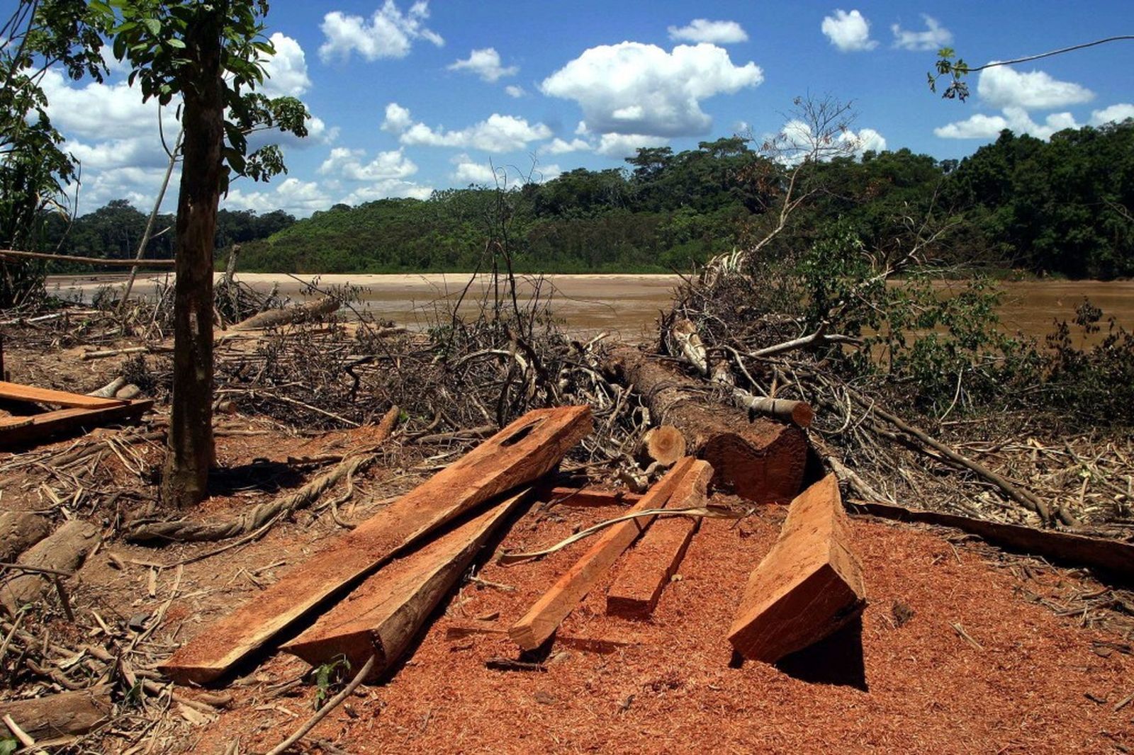 CEAMA: Ley forestal favorece economía ilegal y arriesga conservación de Amazonía peruana