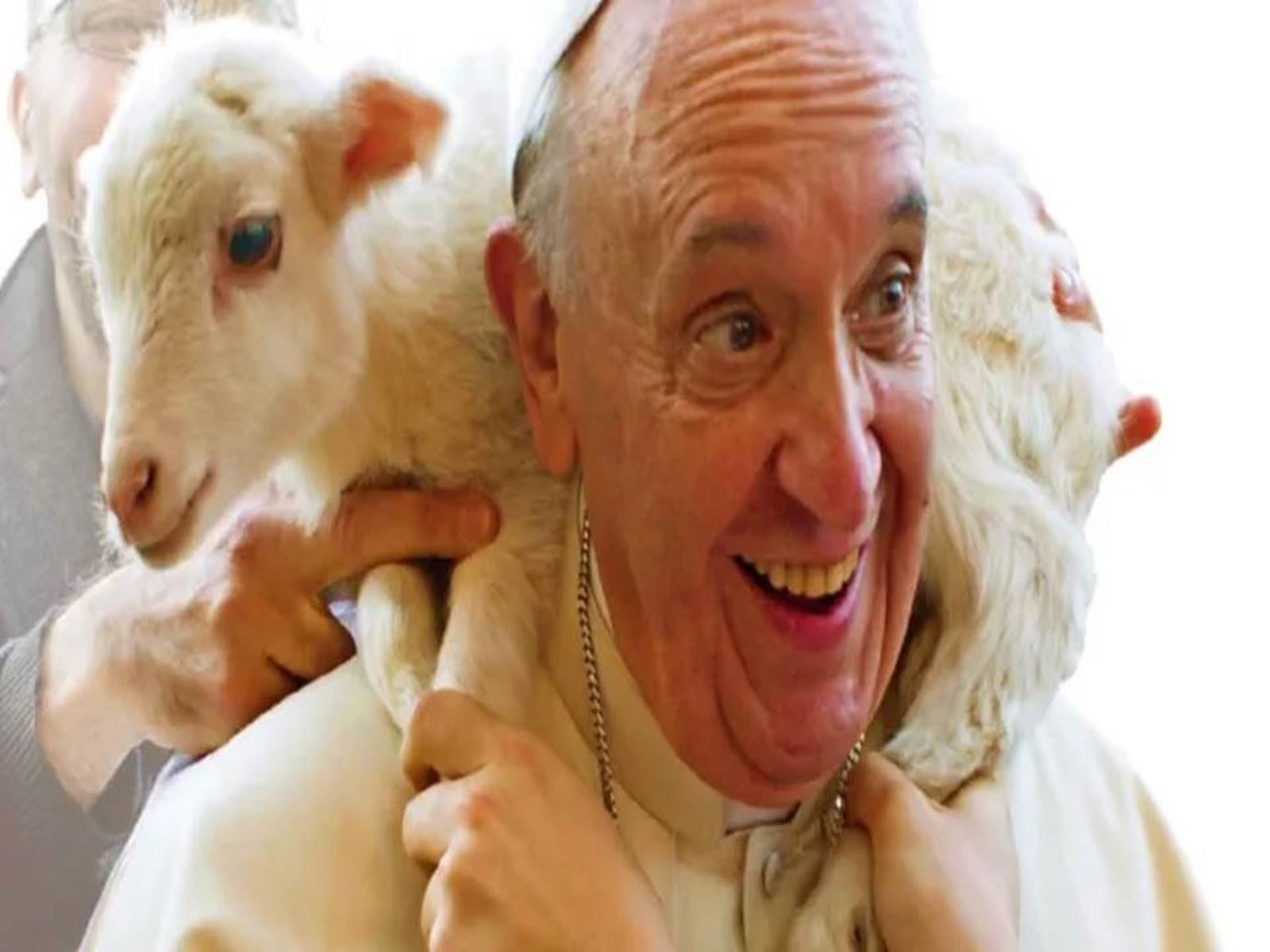 papa francsicco oveja