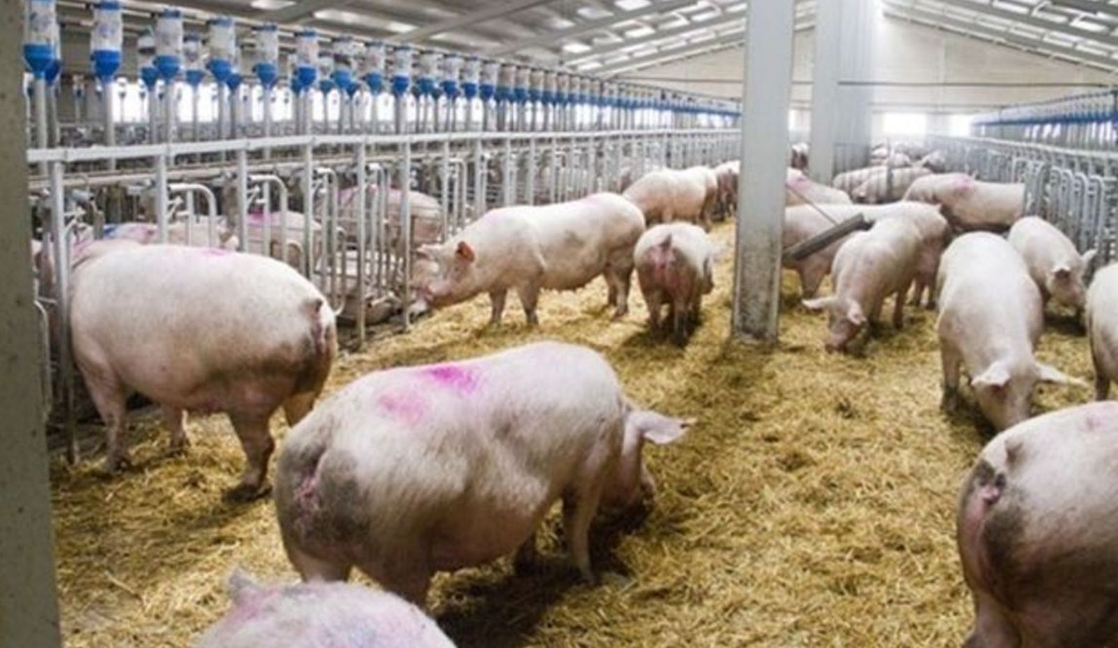 Macrogranjas porcinas