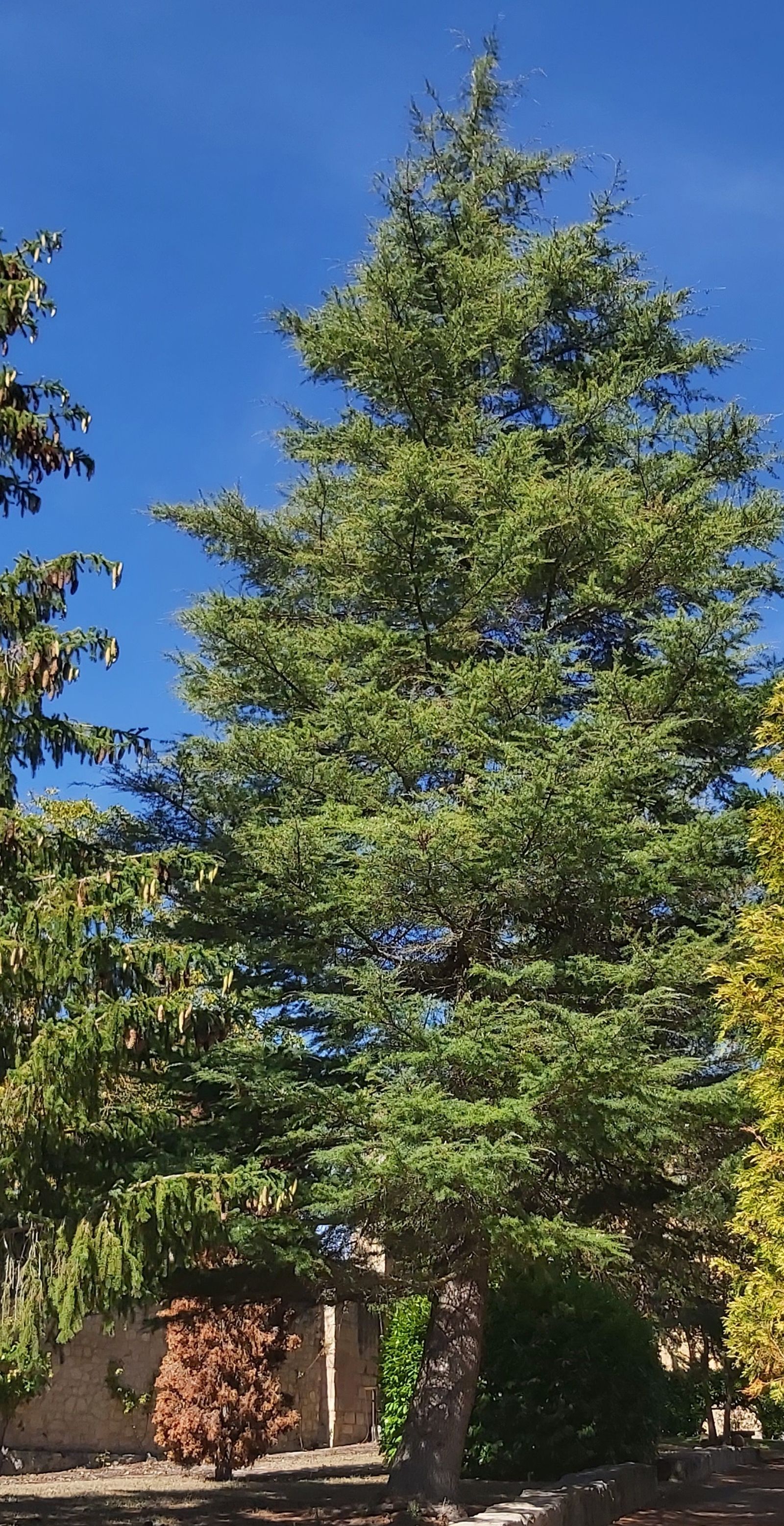 05 I Jueves de Adviento