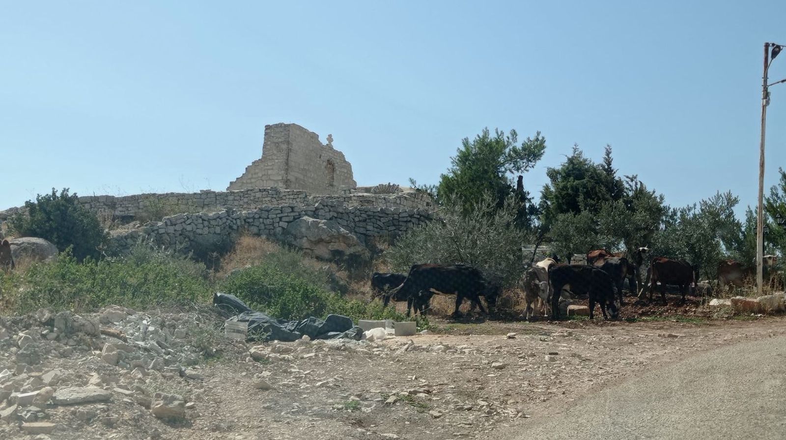 Vacas pastando en los terrenos de San Jorge. Cisjordania.