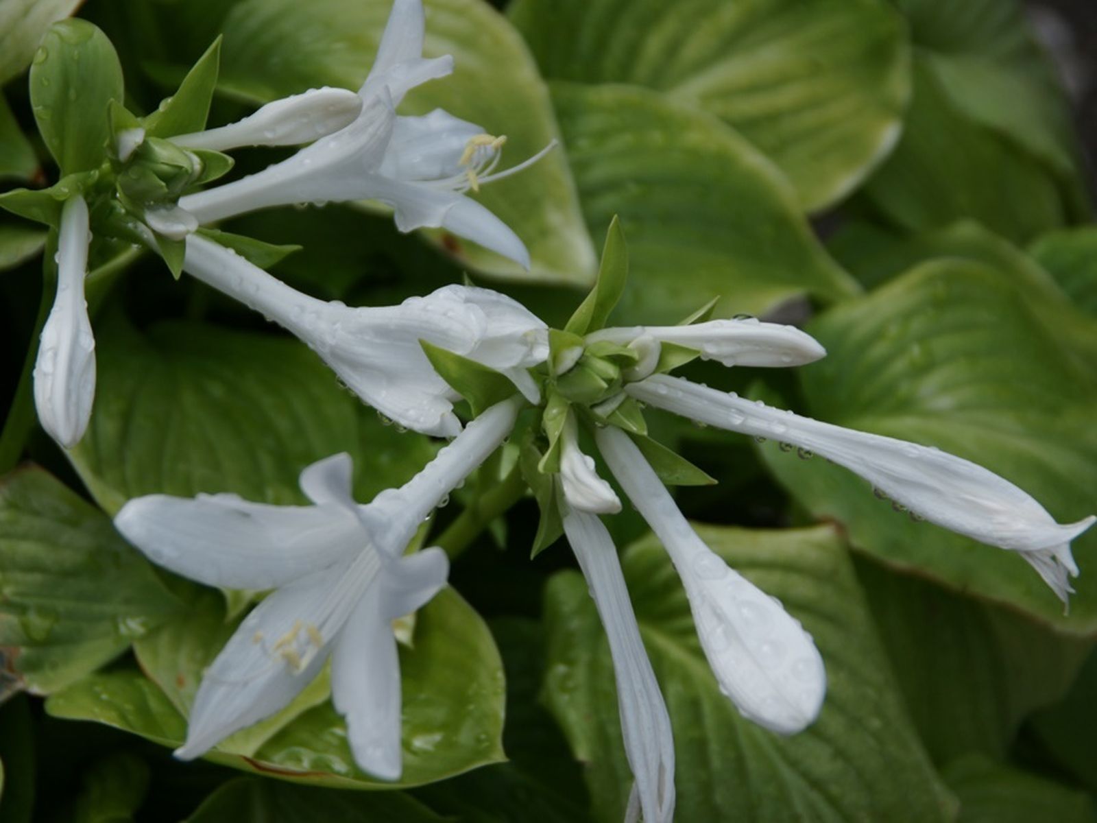 5 de Mayo: Virgen de la Esperanza