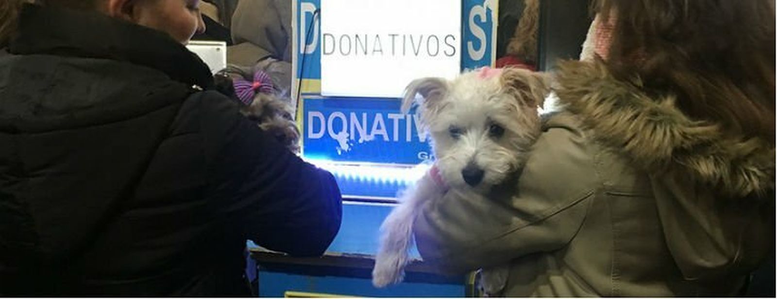 Miles de mascotas reciben la bendición de manos del padre Ángel en su parroquia "24 horas"