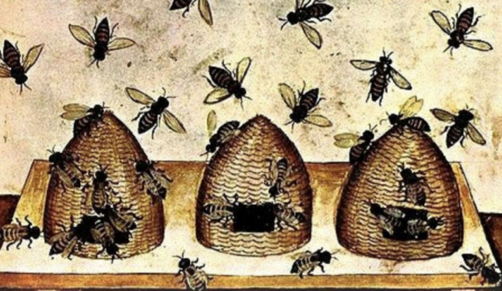 La fábula de las abejas