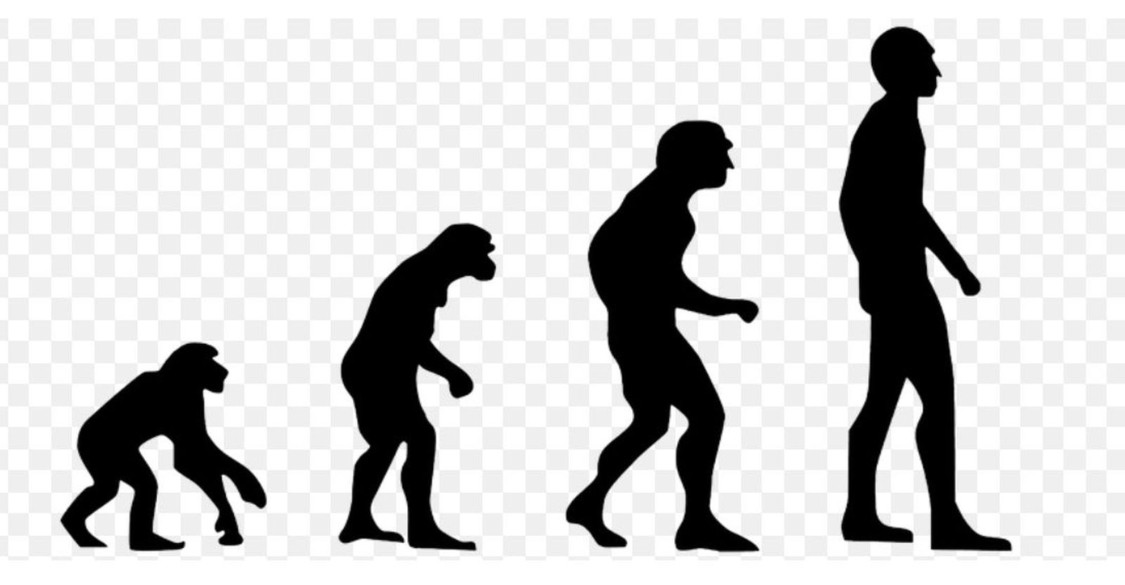 Sobre la teoría de la evolución