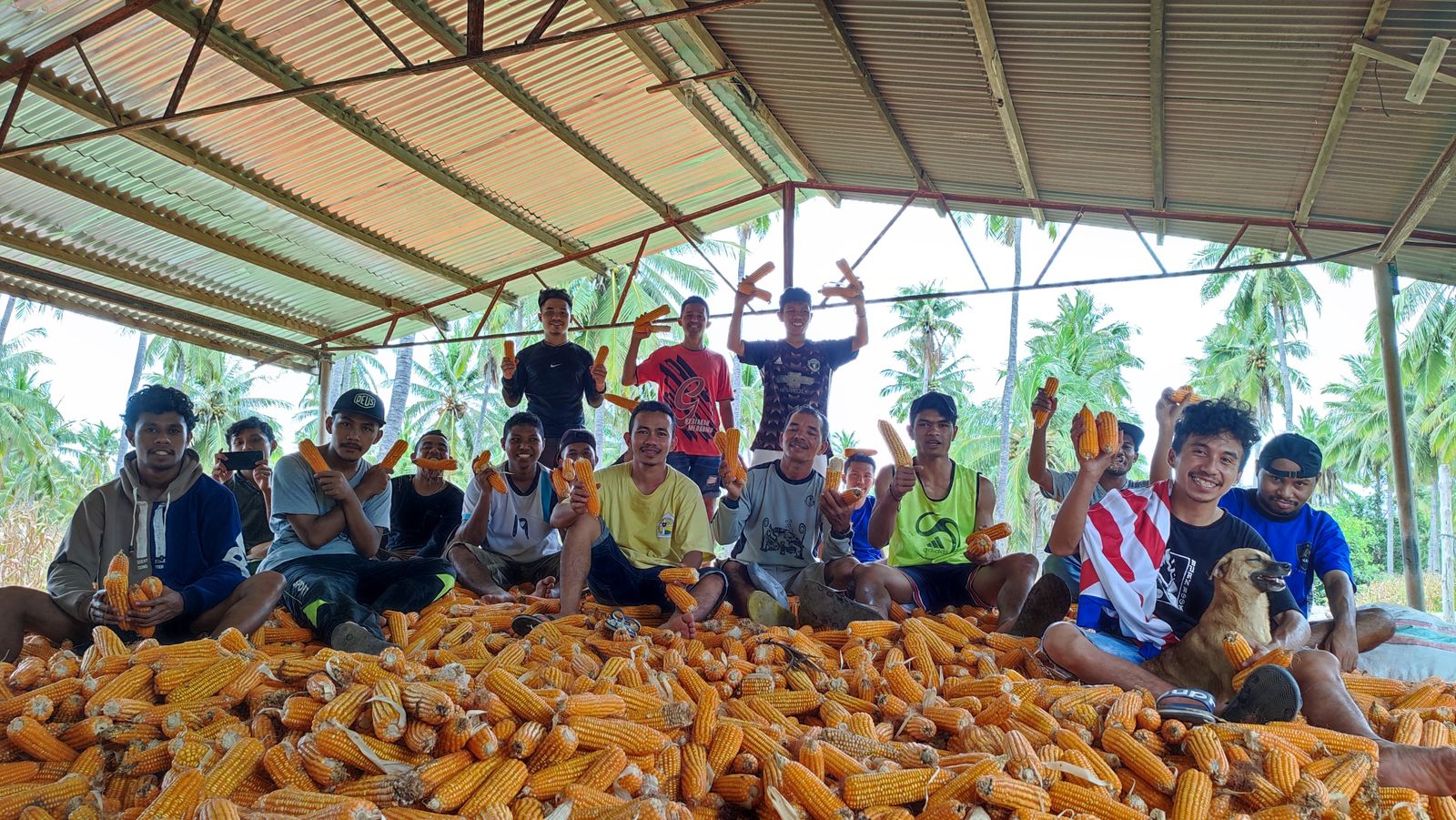 Los seminaristas de Flores (Indonesia), después de cosechar el maíz