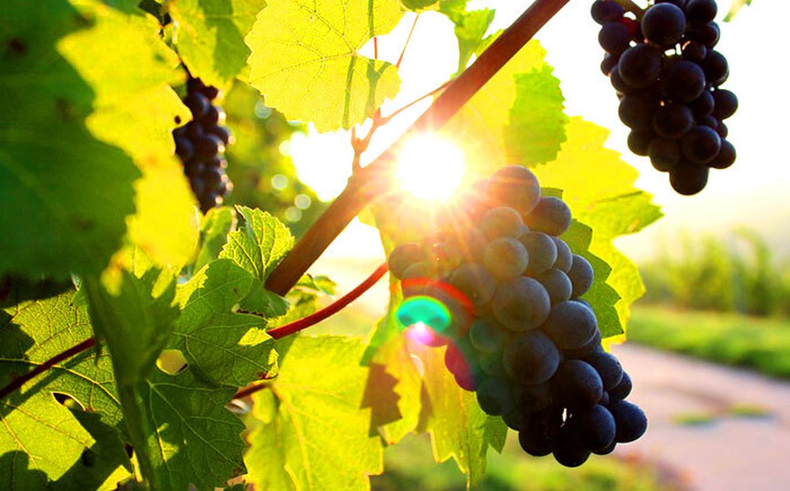 Darlo todo por la Viña del Señor