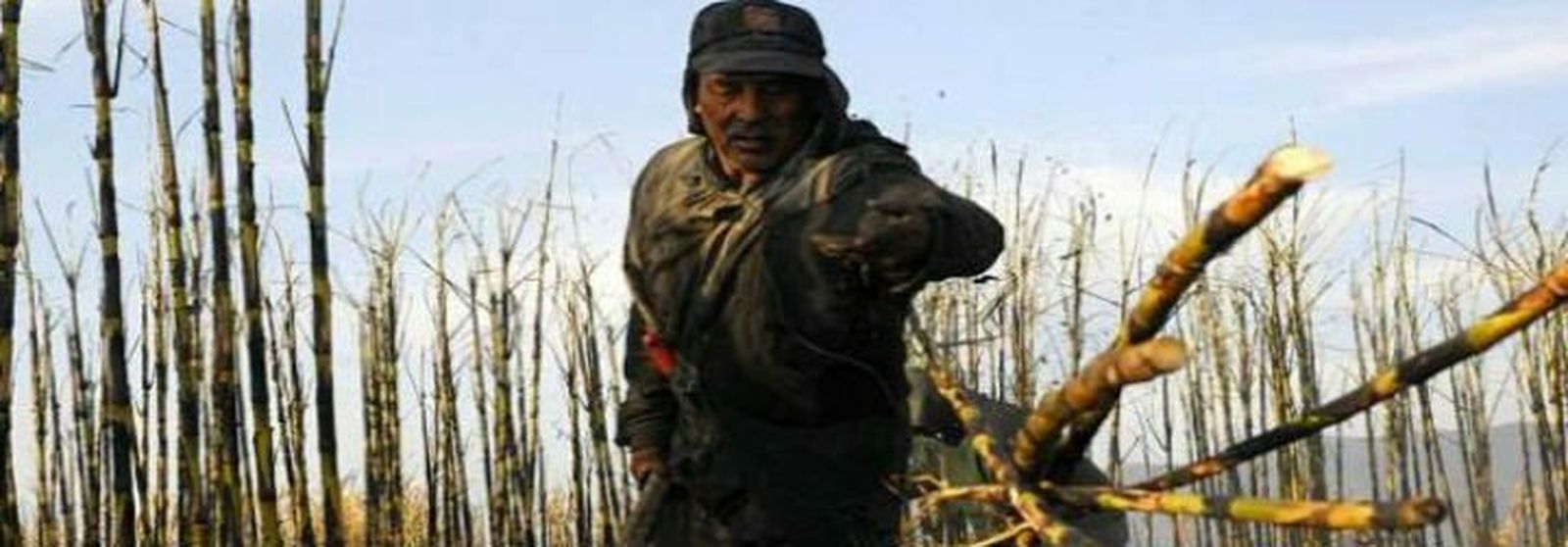 Trabajador del azúcar en Dominicana