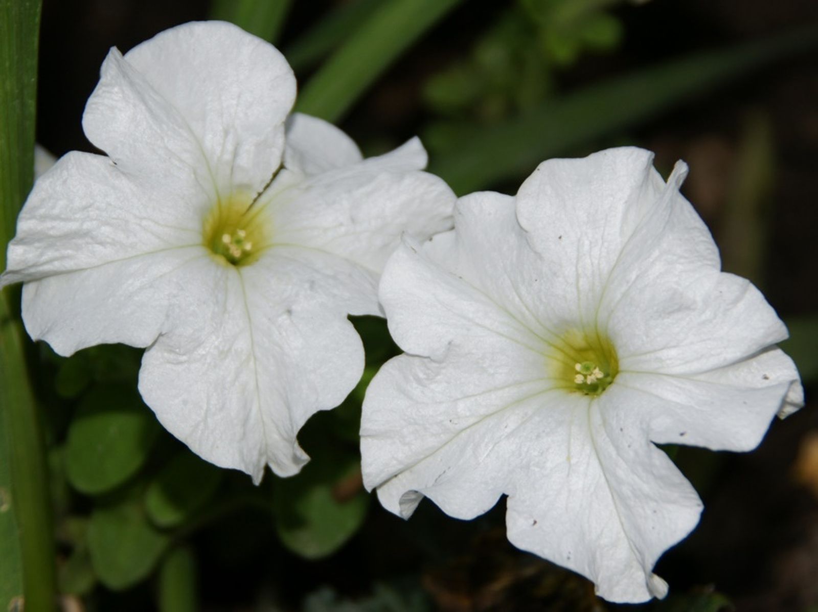 13 de Mayo: Mes de María