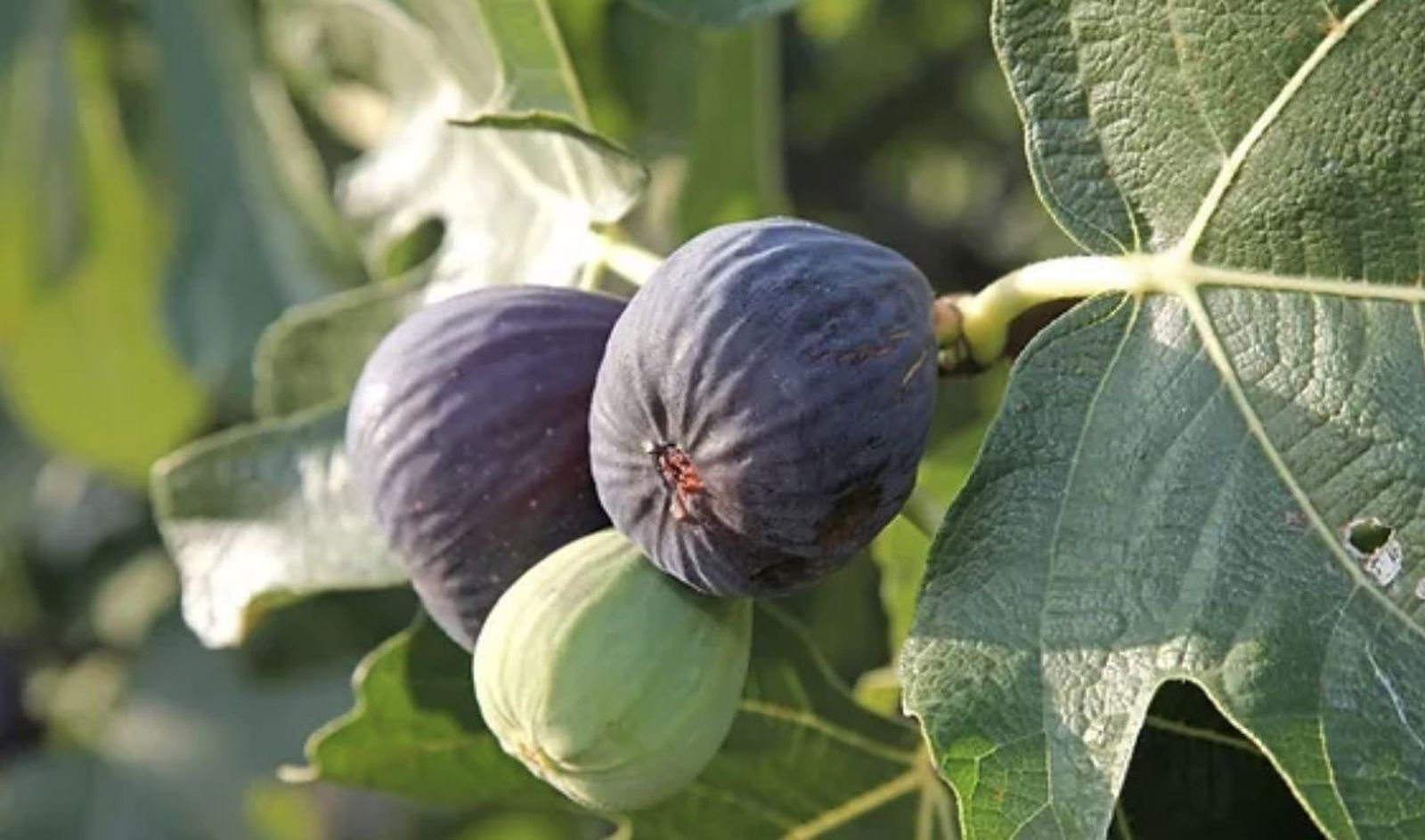 El enigma de la higuera