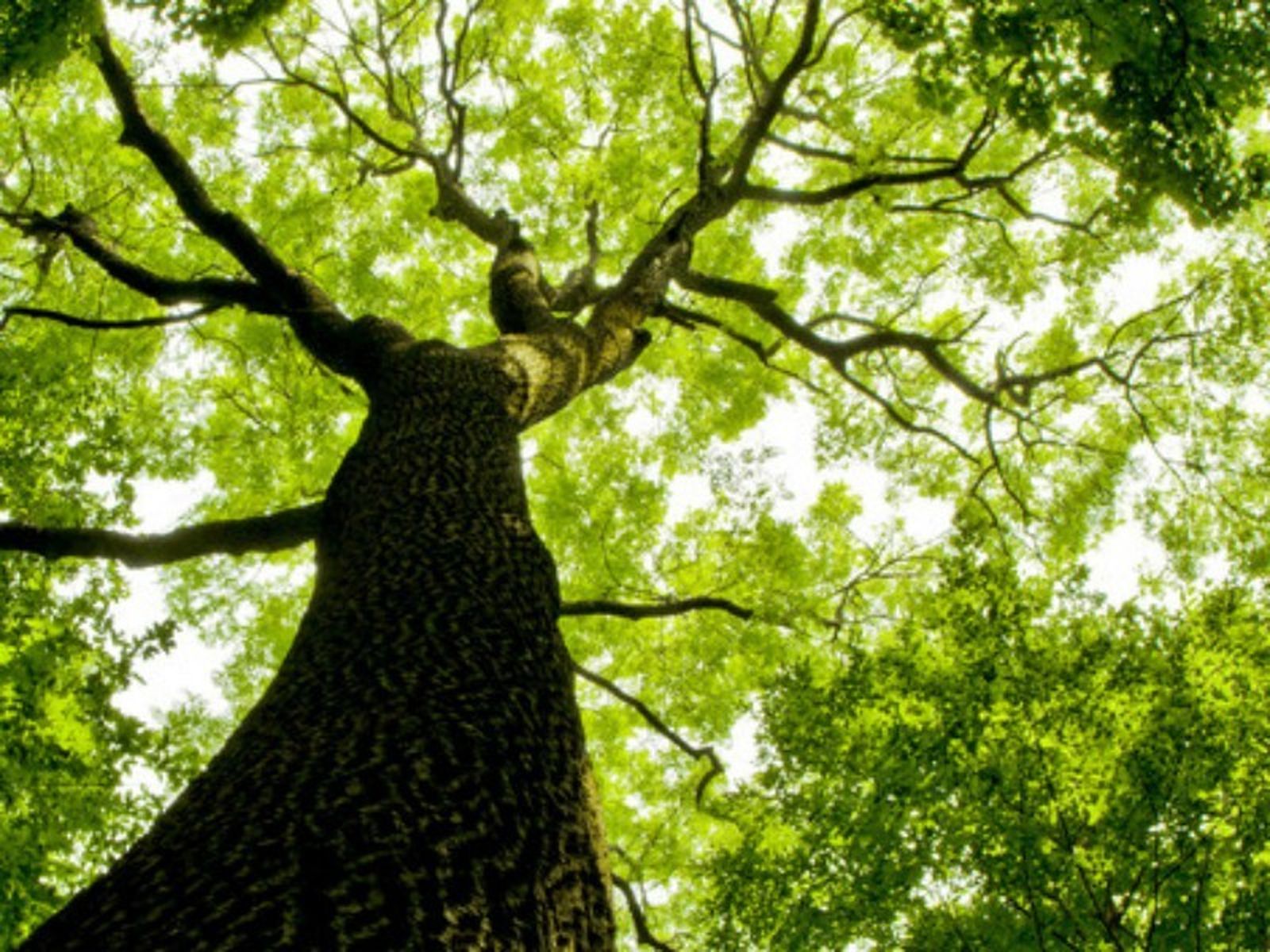 Tiempo de la Creación