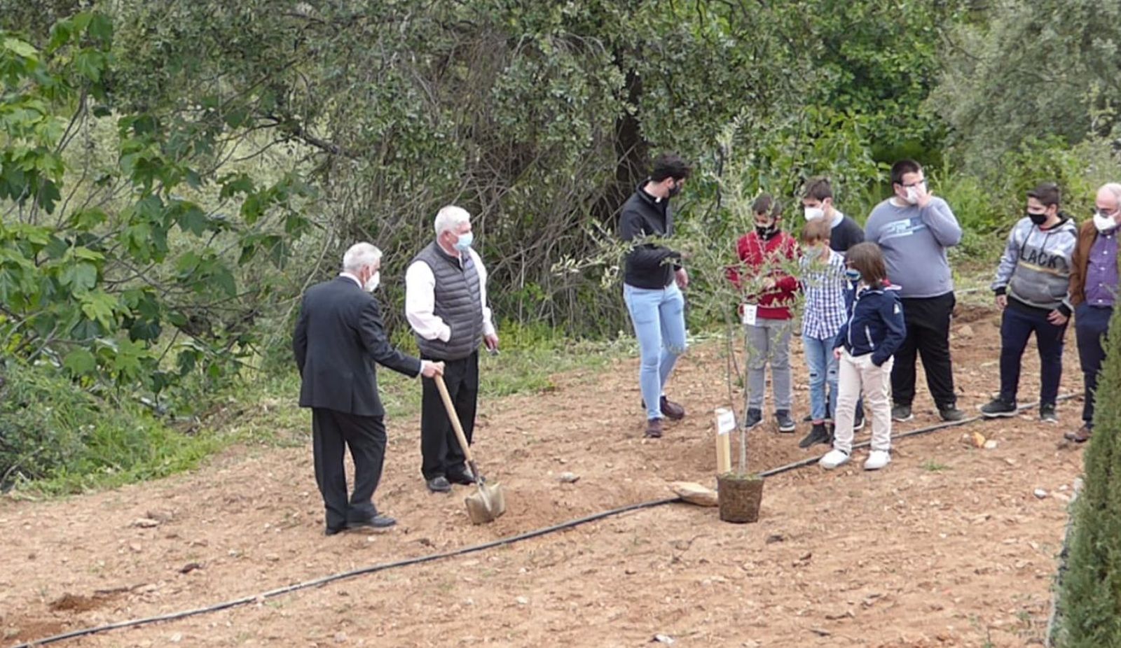Plantando olivos