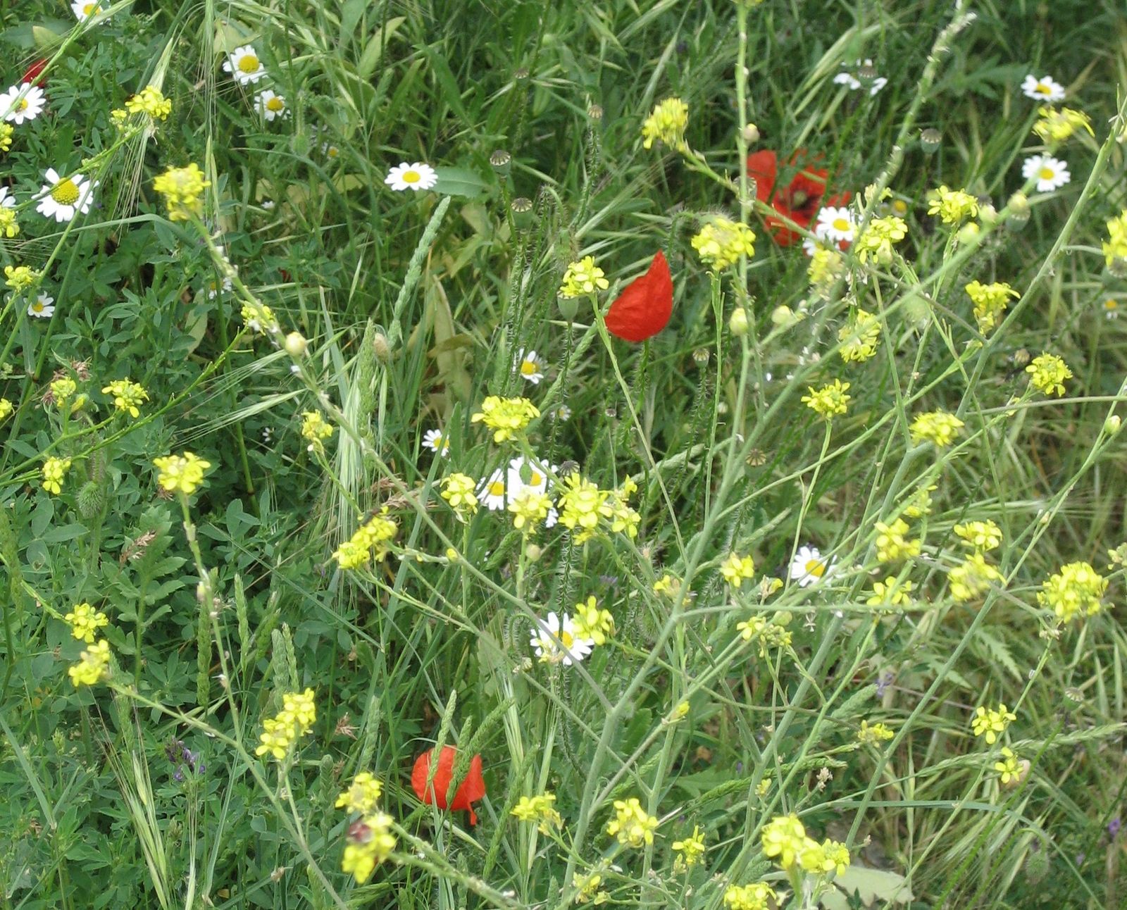 28 de Mayo: Mes de María