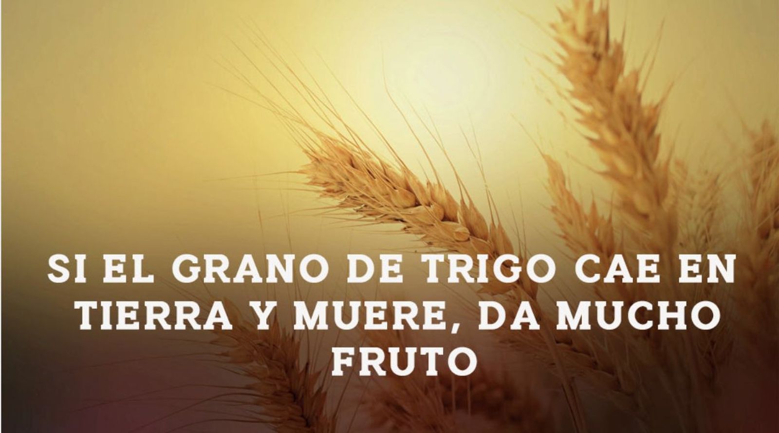 Grano de trigo