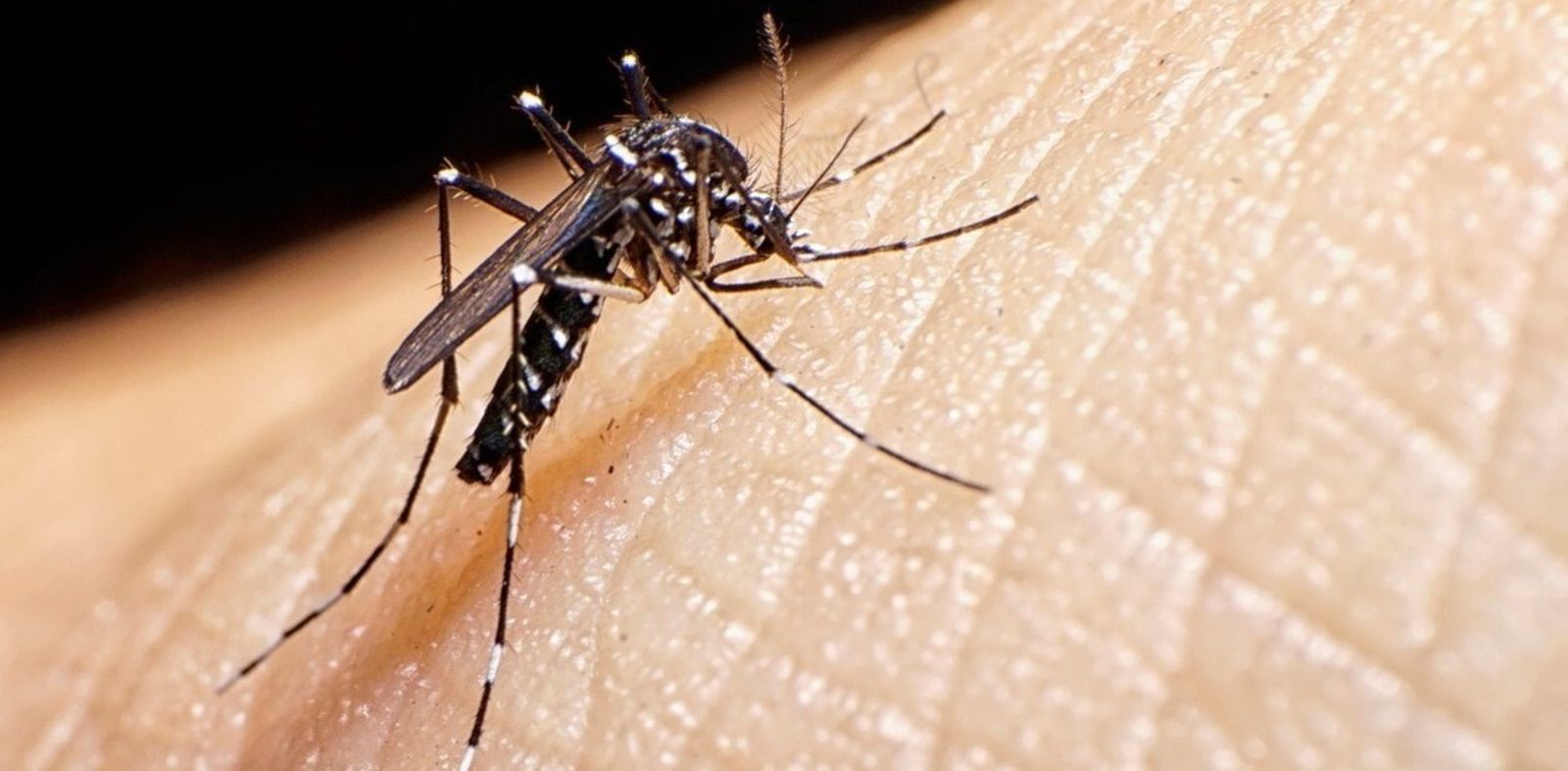 Aedes aegypti, el mosquito causante del dengue