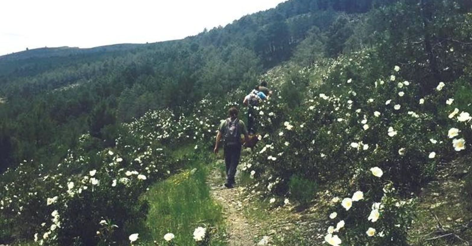 Camino por la Sierra de Madrid