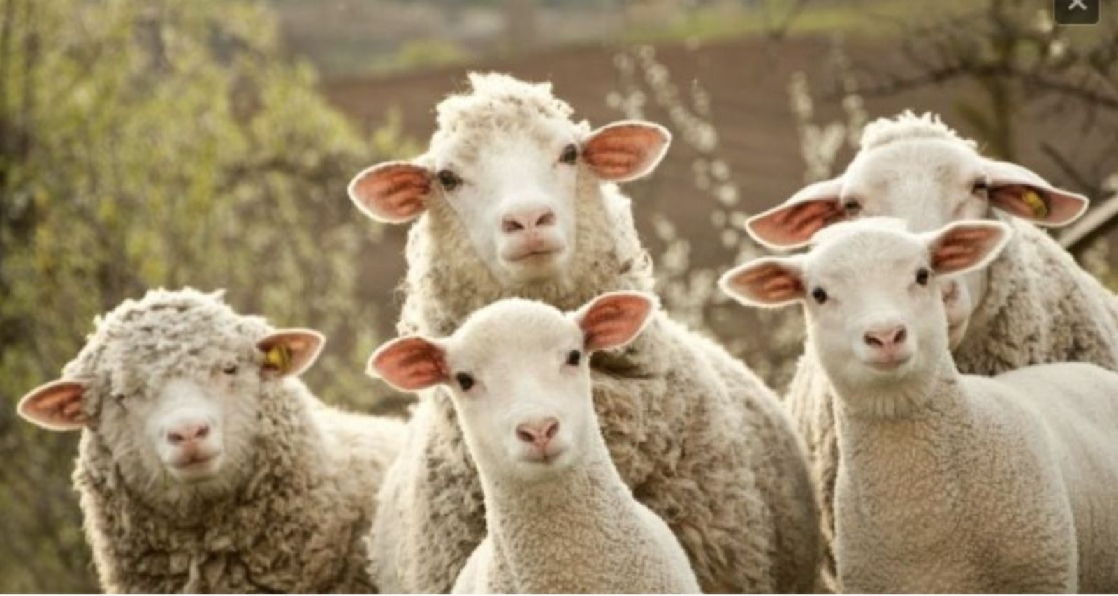 Como ovejas sin pastor