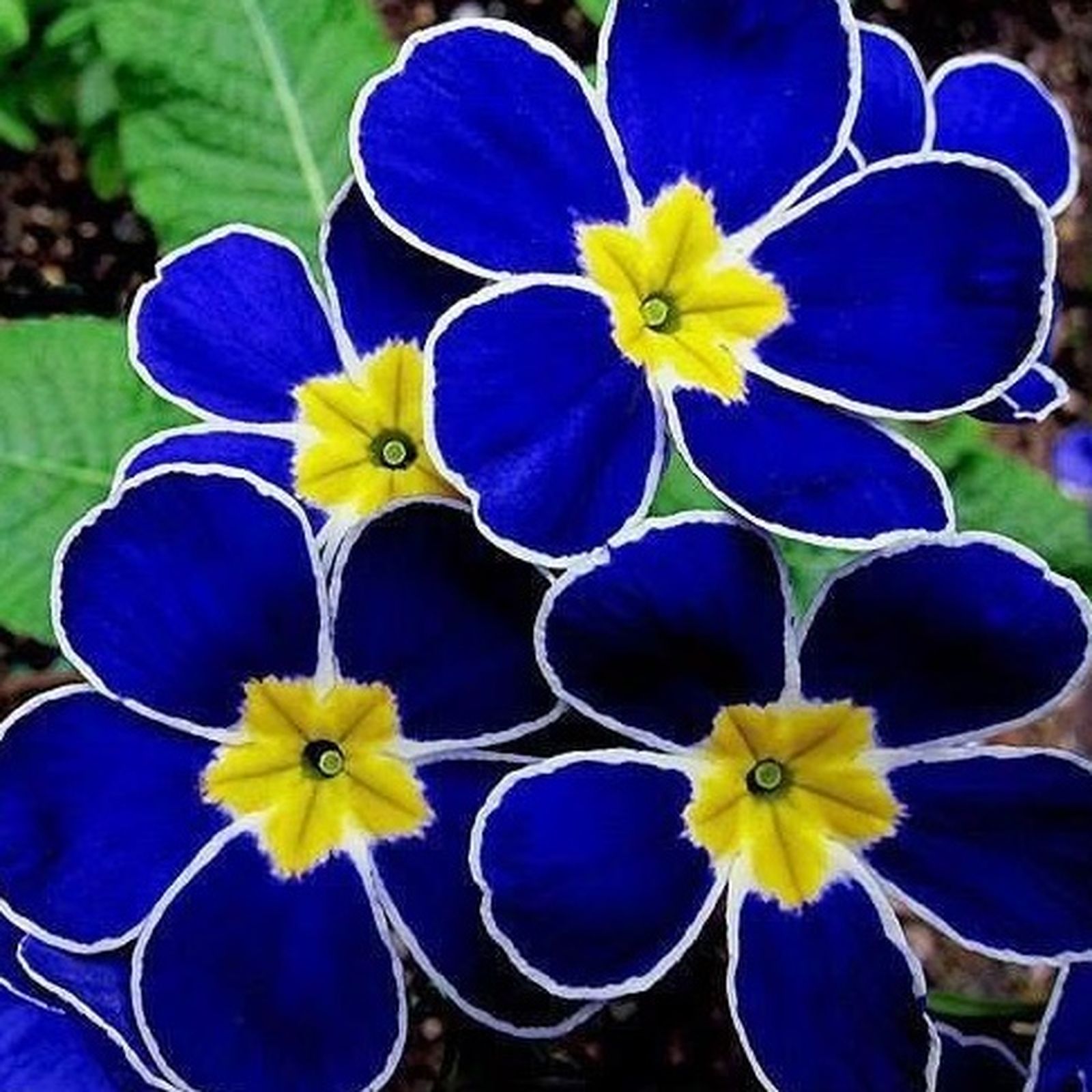 29 de Mayo: Mes de María