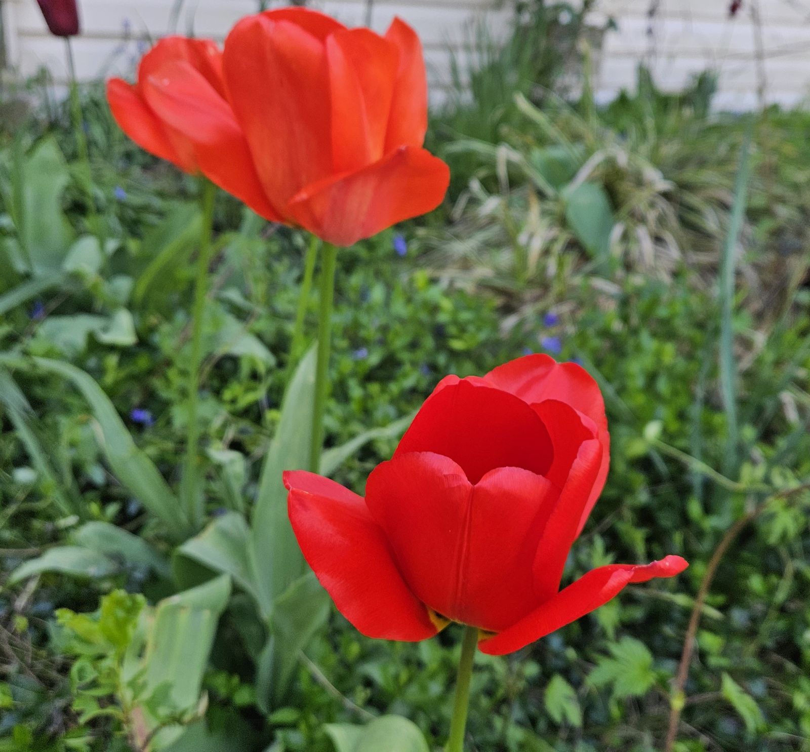 31 de Mayo: Mes de María