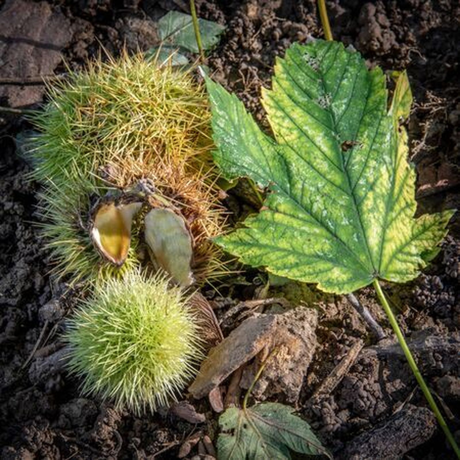 No hay fe sin compromiso