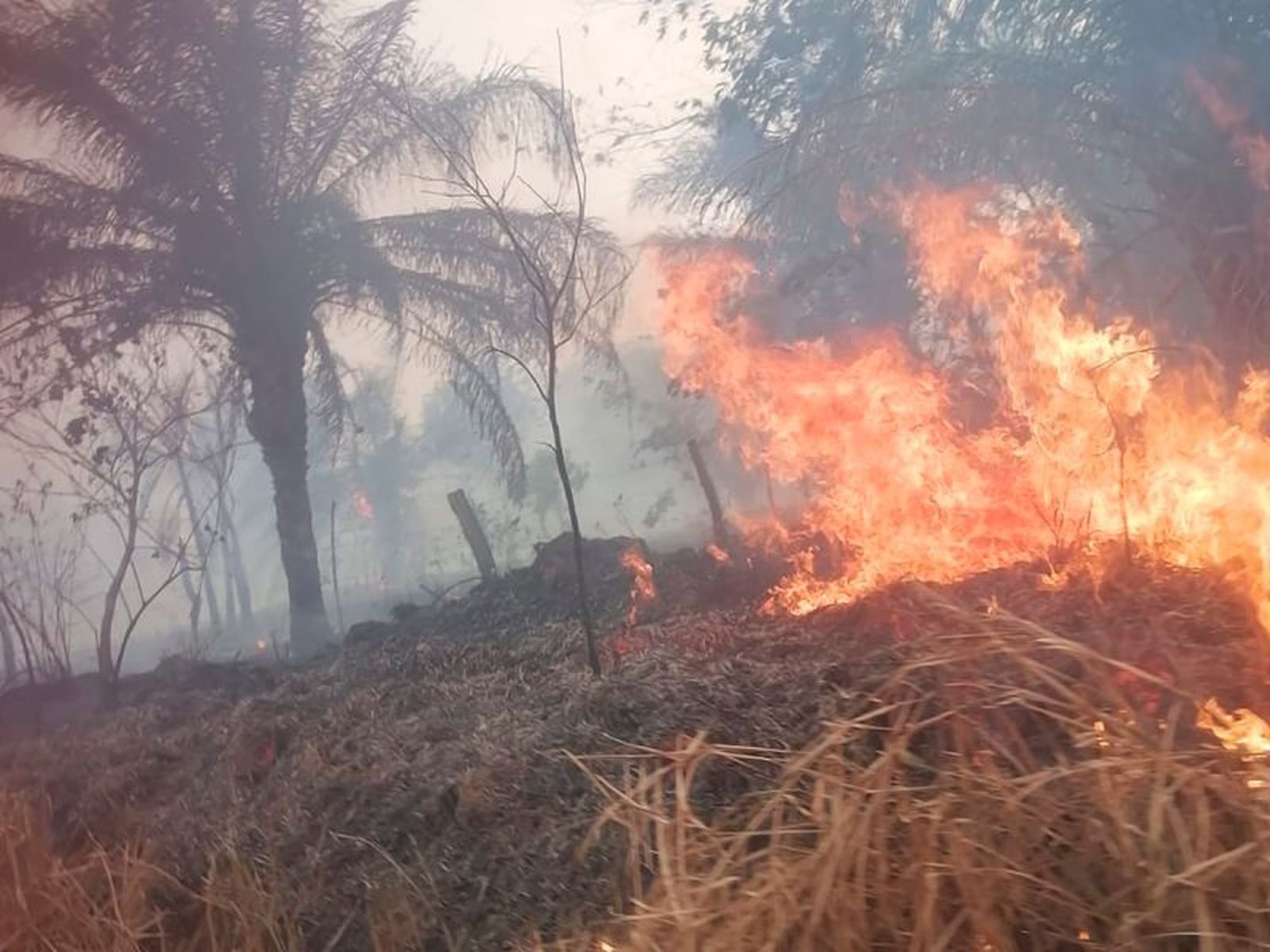 Los incendios en Bolivia aumentaron dramáticamente en 2024