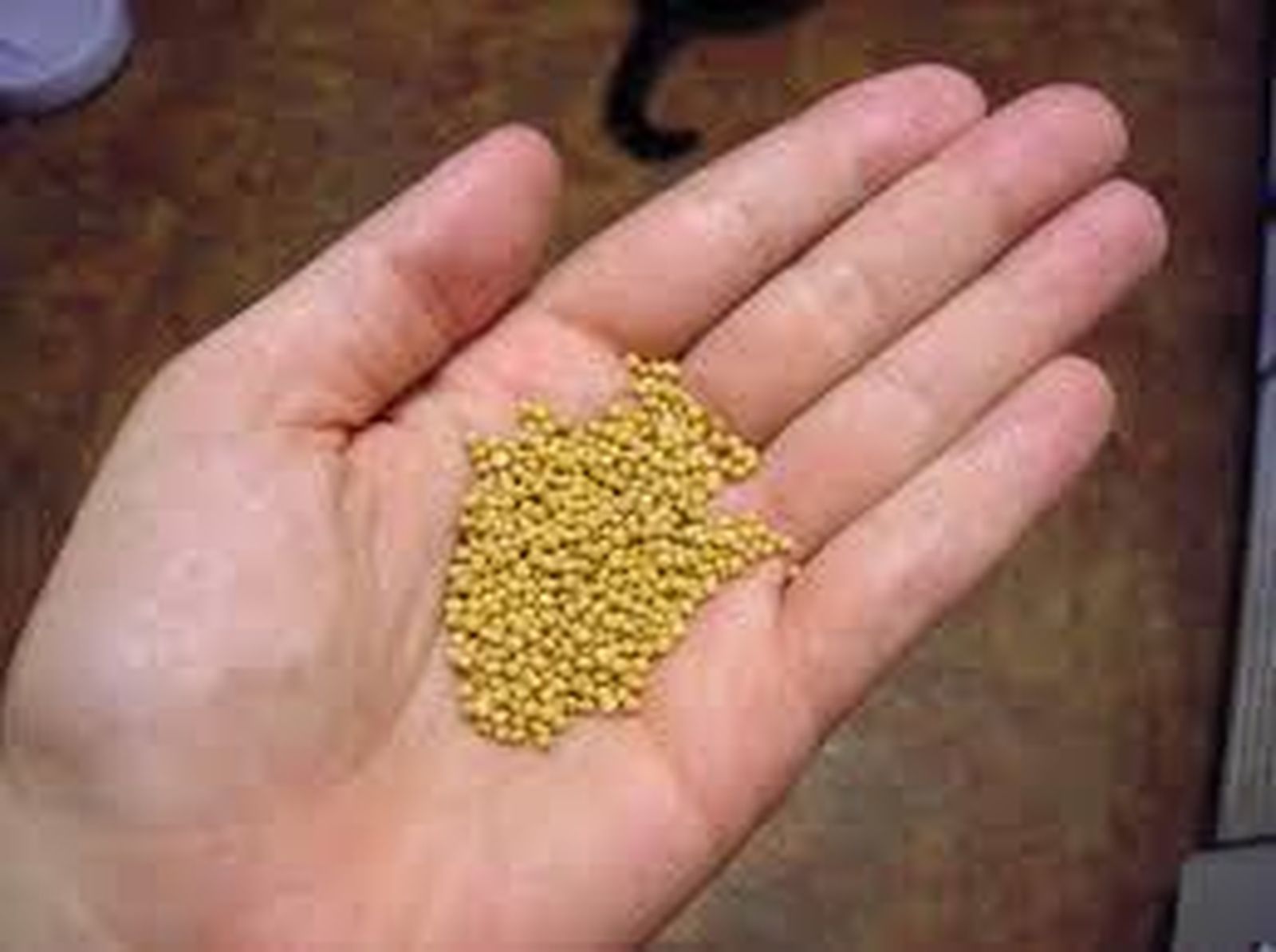 El reinado de Dios es gratuidad