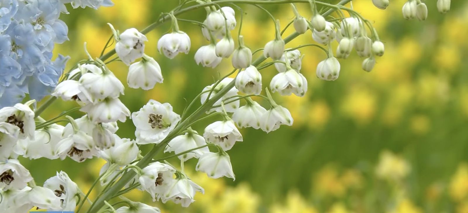 Pascua florida en el Vaticano