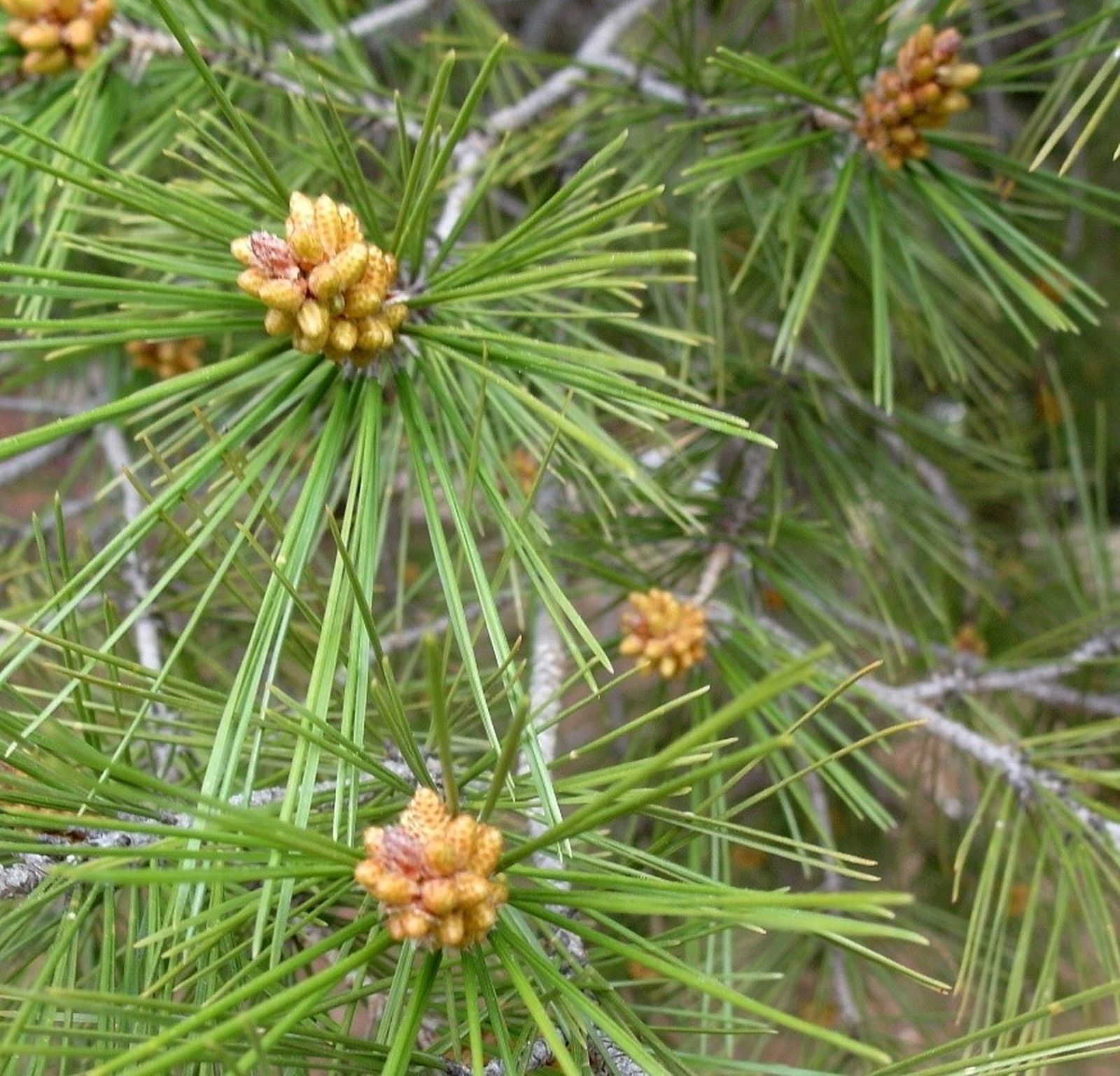 06 I Viernes de Adviento