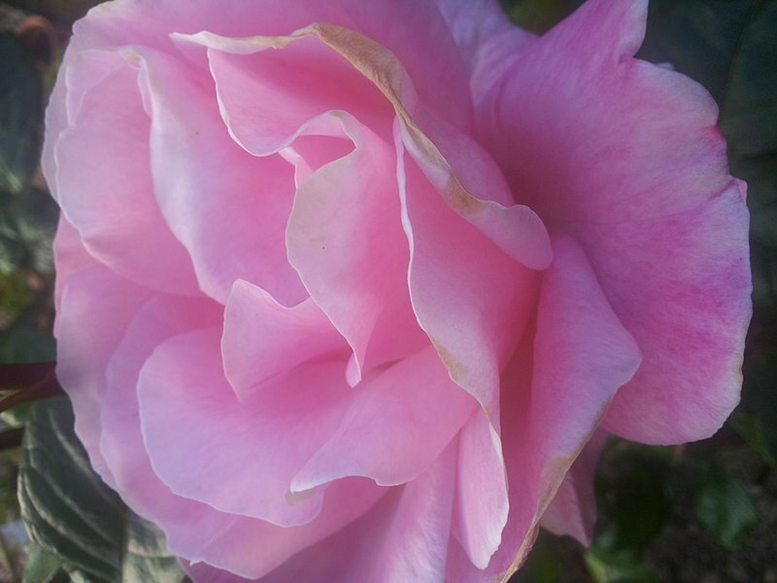 Rosa