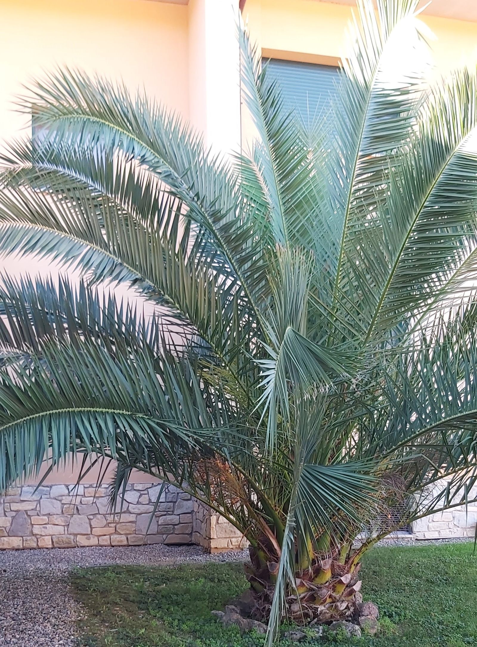 13 Abril: Domingo de Ramos