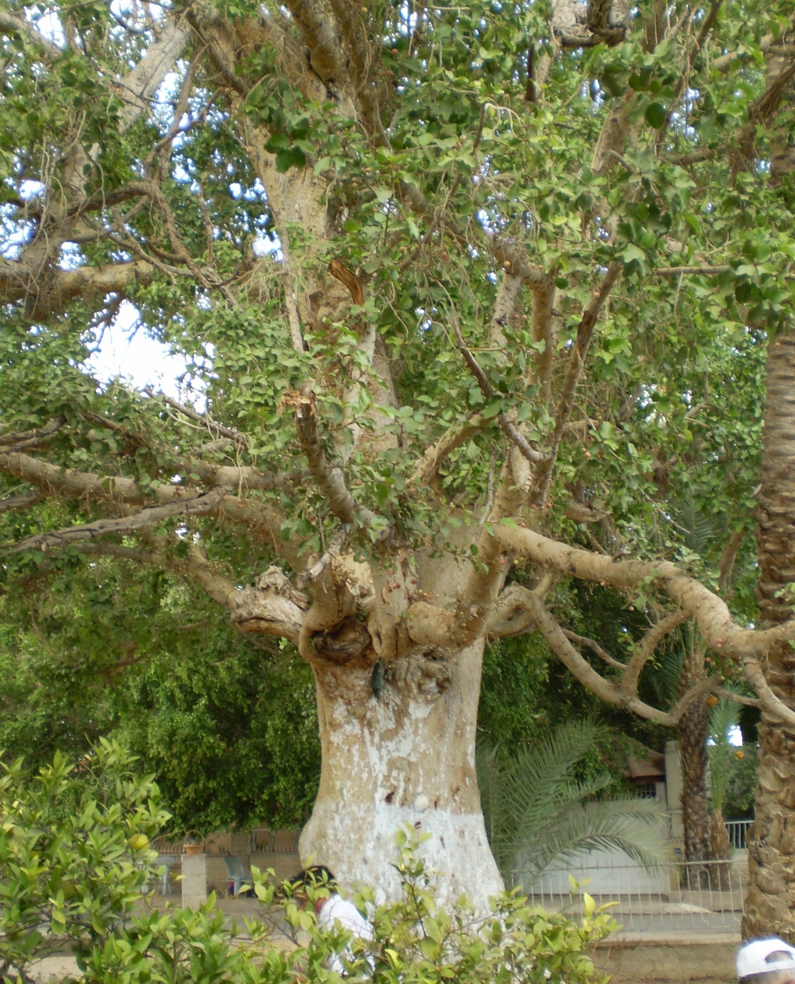 23 de Marzo: III Domingo de Cuaresma