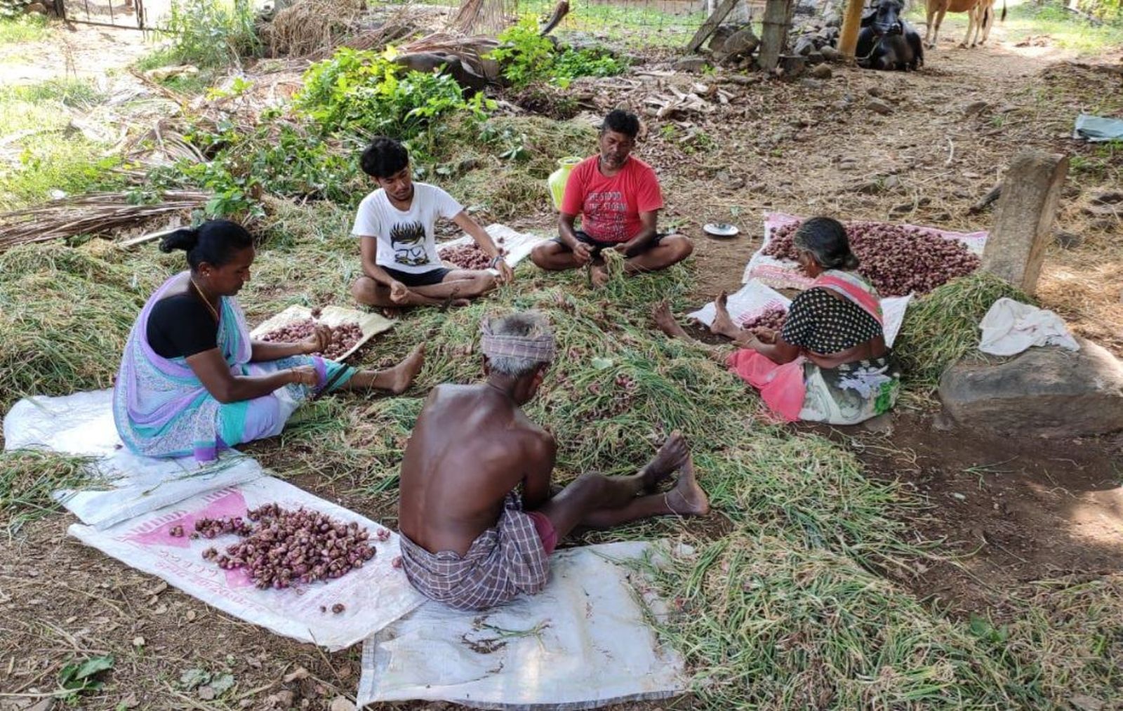 Agricultores en zonas rurales de Tamil Nadu, India