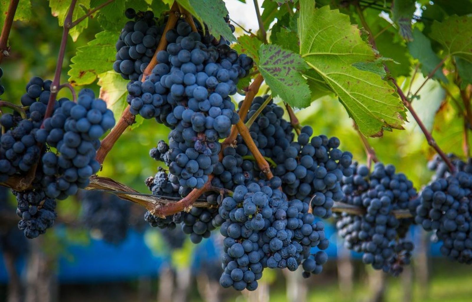 La imagen de la Vid habla más de comunidad que de individuos