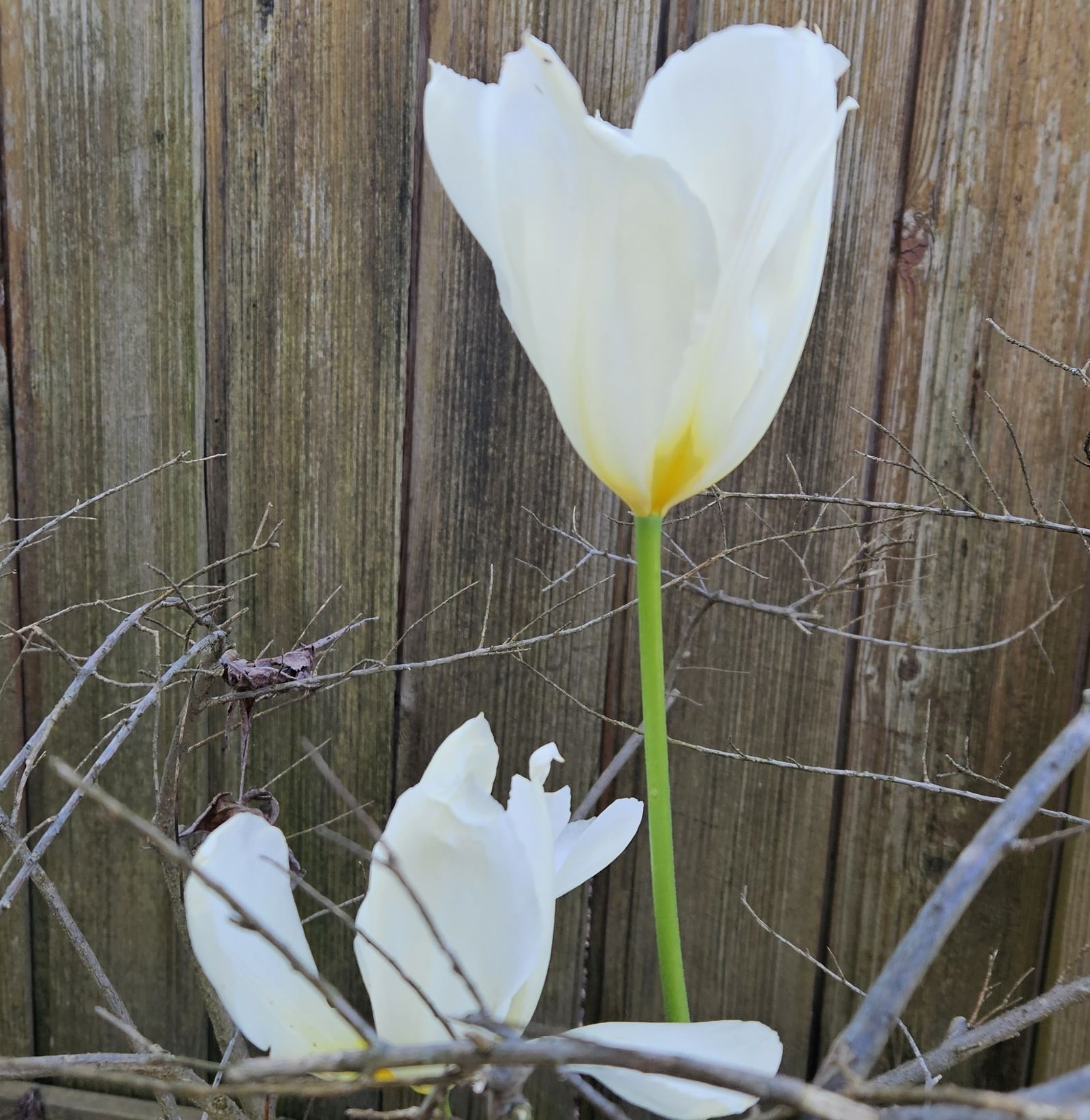 2 de Mayo: Mes de María