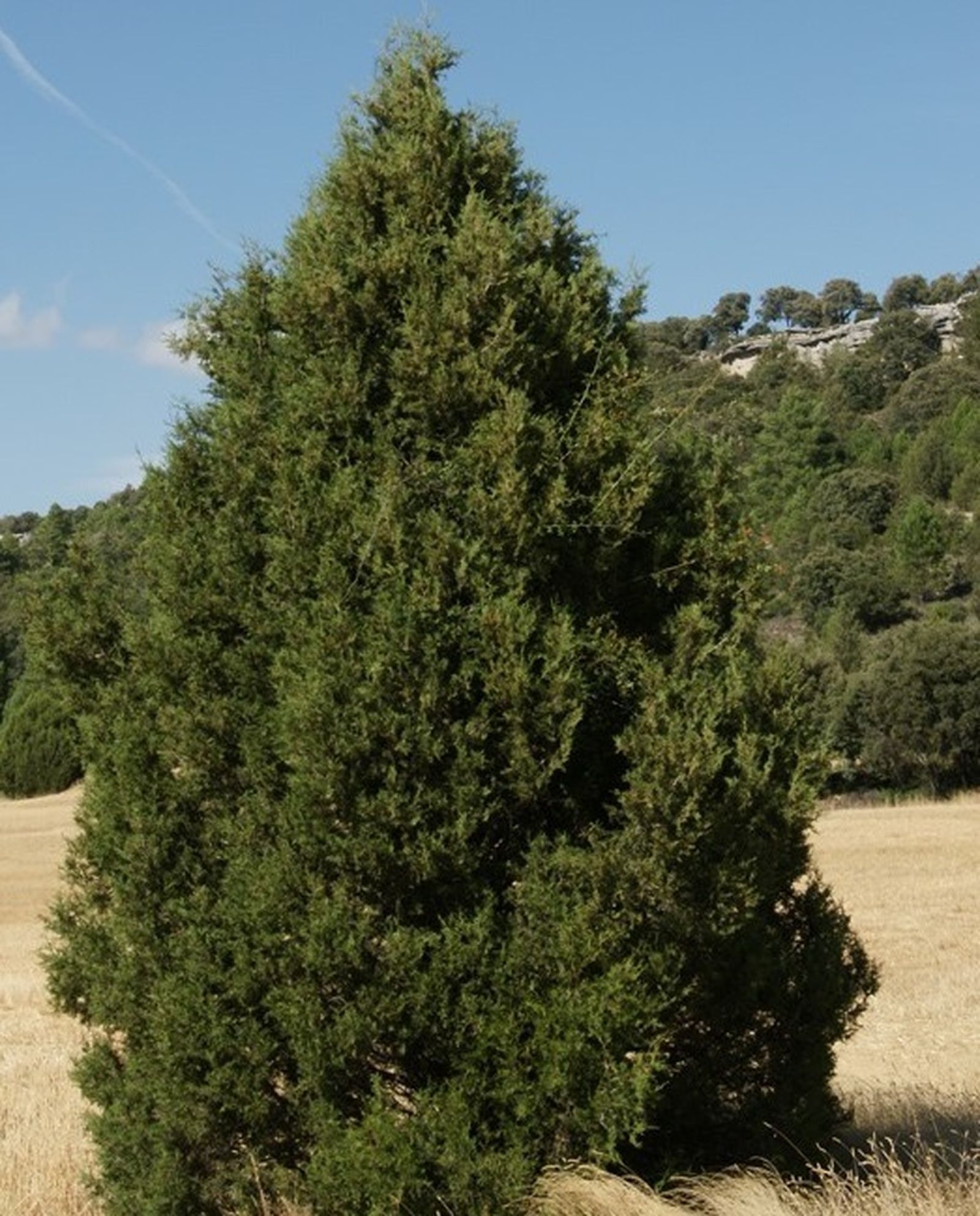 14 II Sábado de Adviento