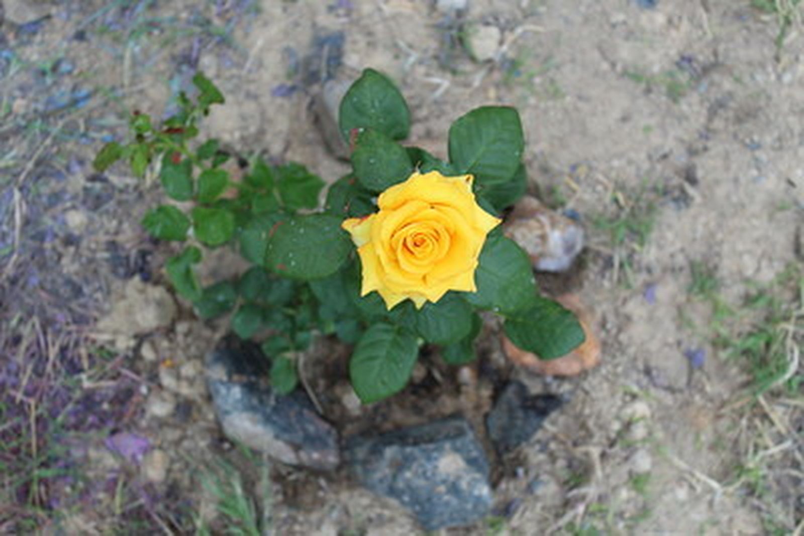 Un nuevo año para avivar la Esperanza