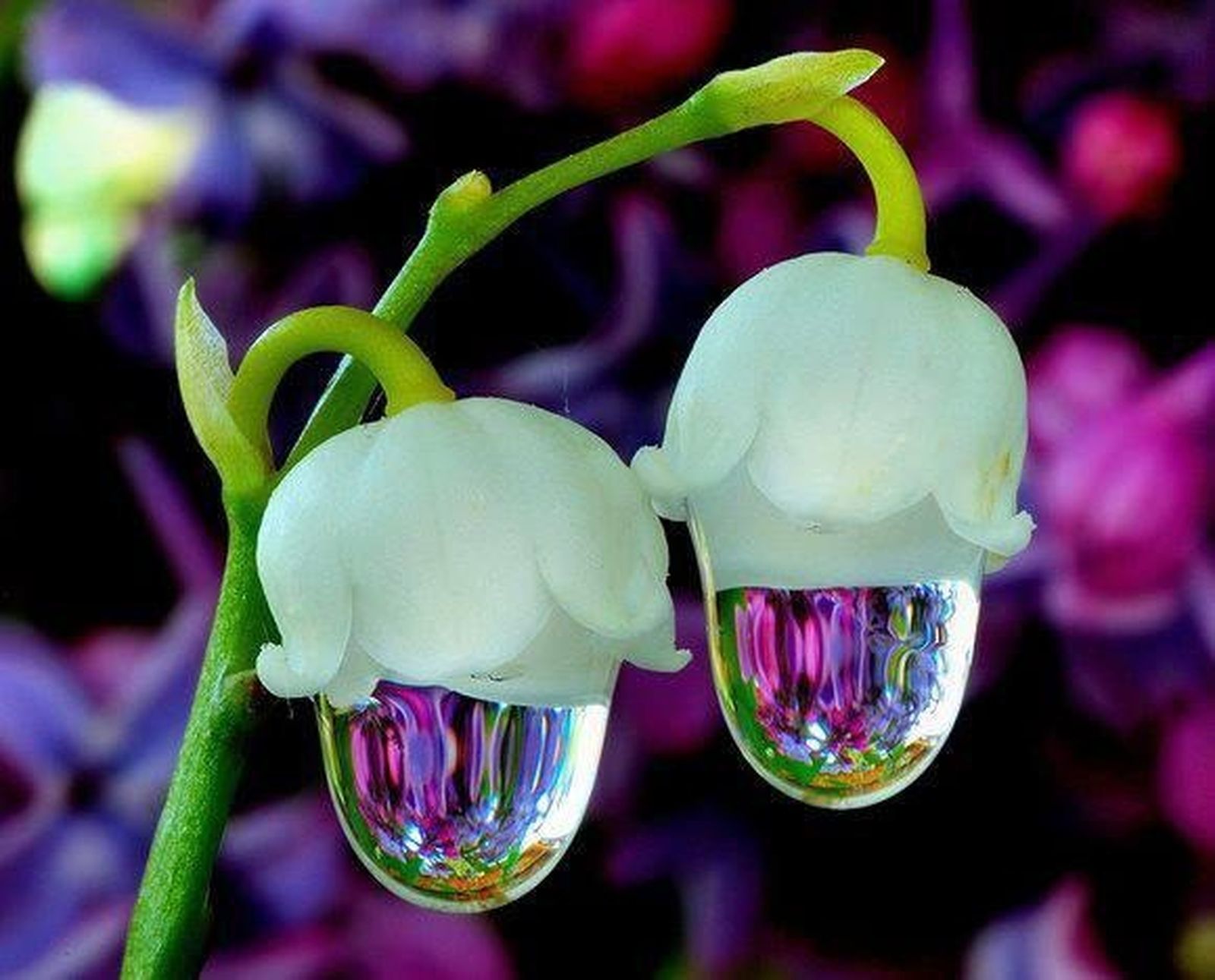 Flores