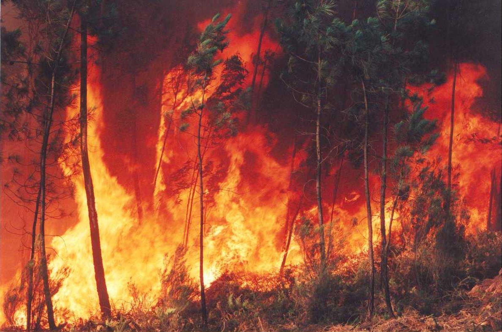 Incendios en la Amazonía