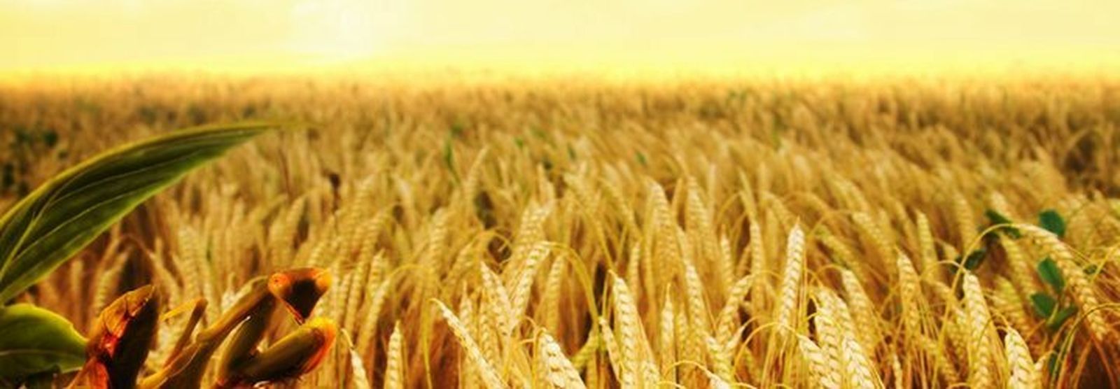 El trigo y la cizaña