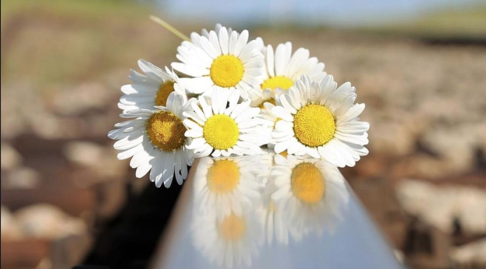 Suicidios en España