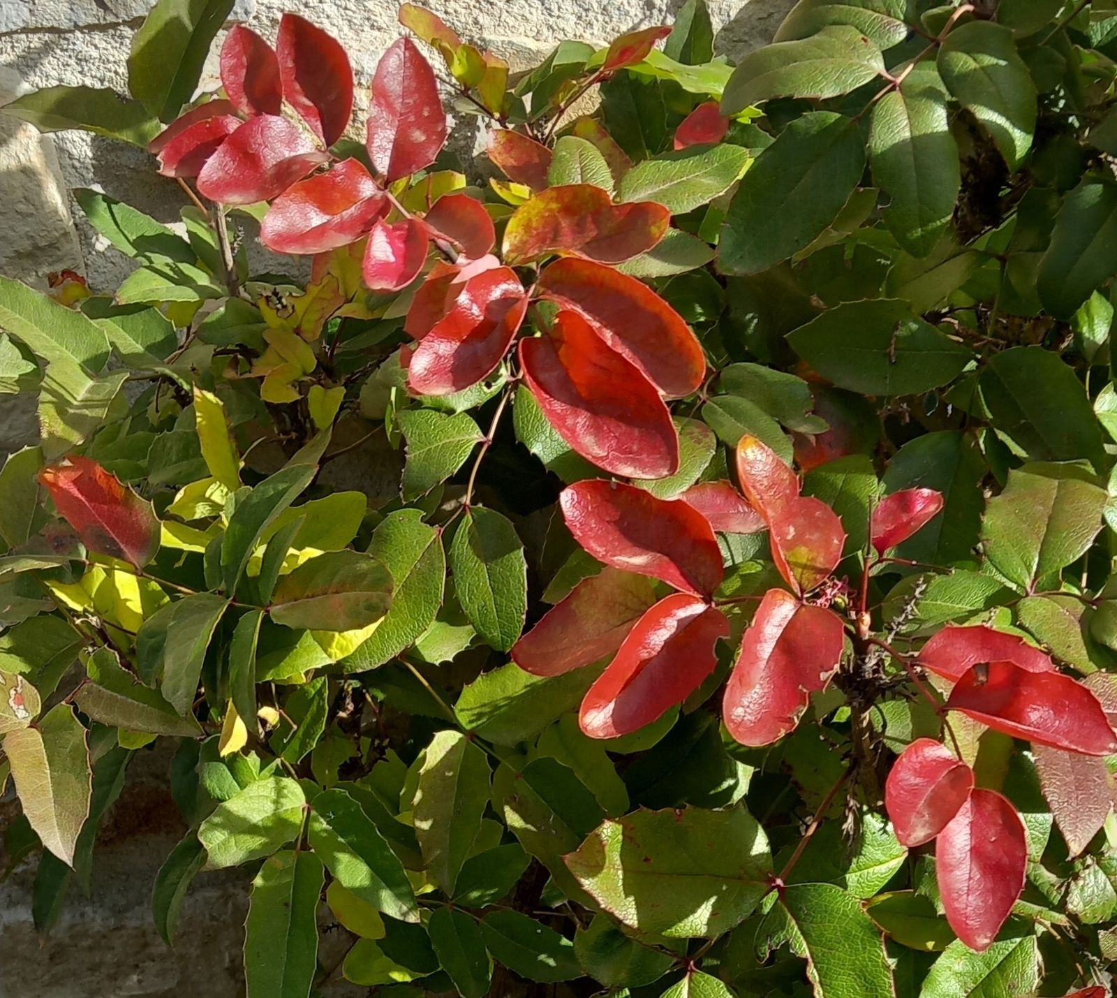 11 II Miércoles de Adviento