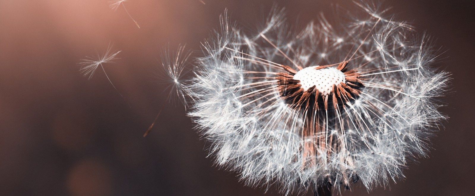 Compromiso por una ecología integral