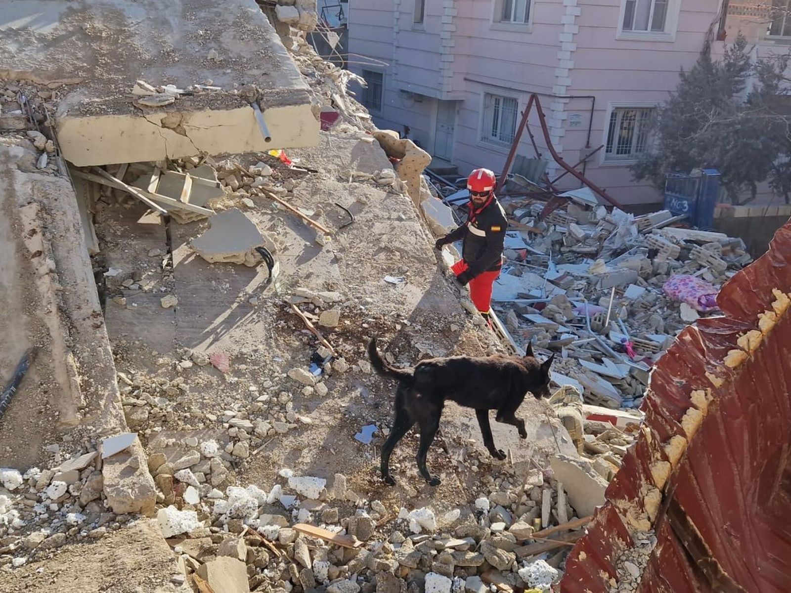 Un perro busca supervivientes tras el terromoto en Turquía y Siria