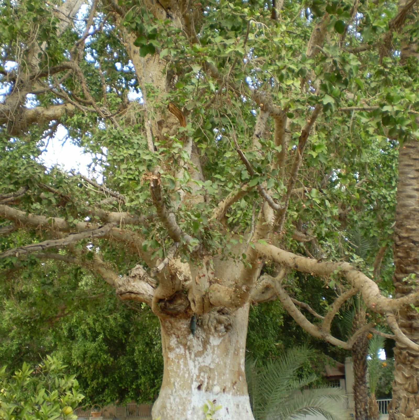 04 I Miércoles de Adviento