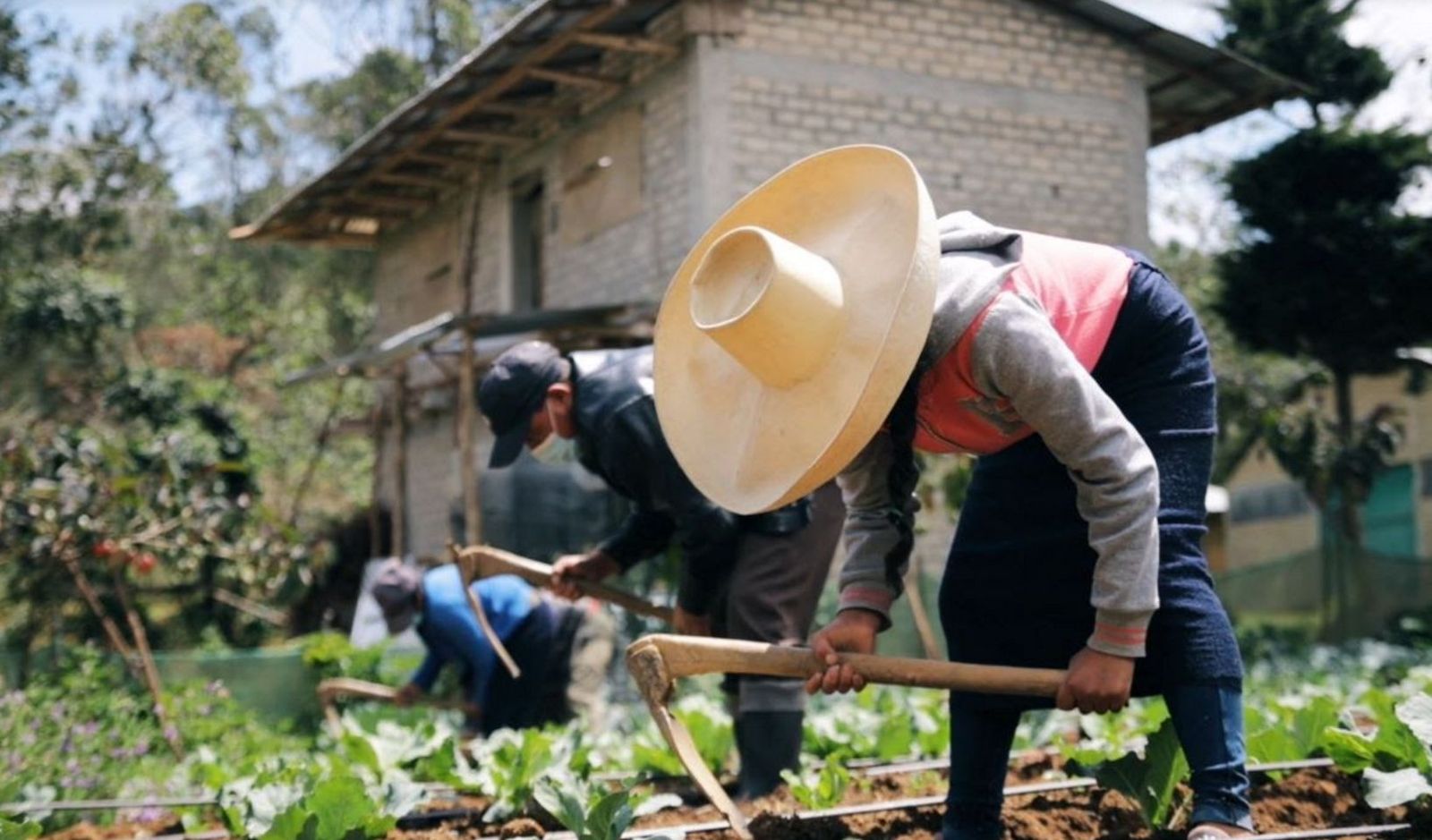 Manos Unidas y la agricultura en Perú