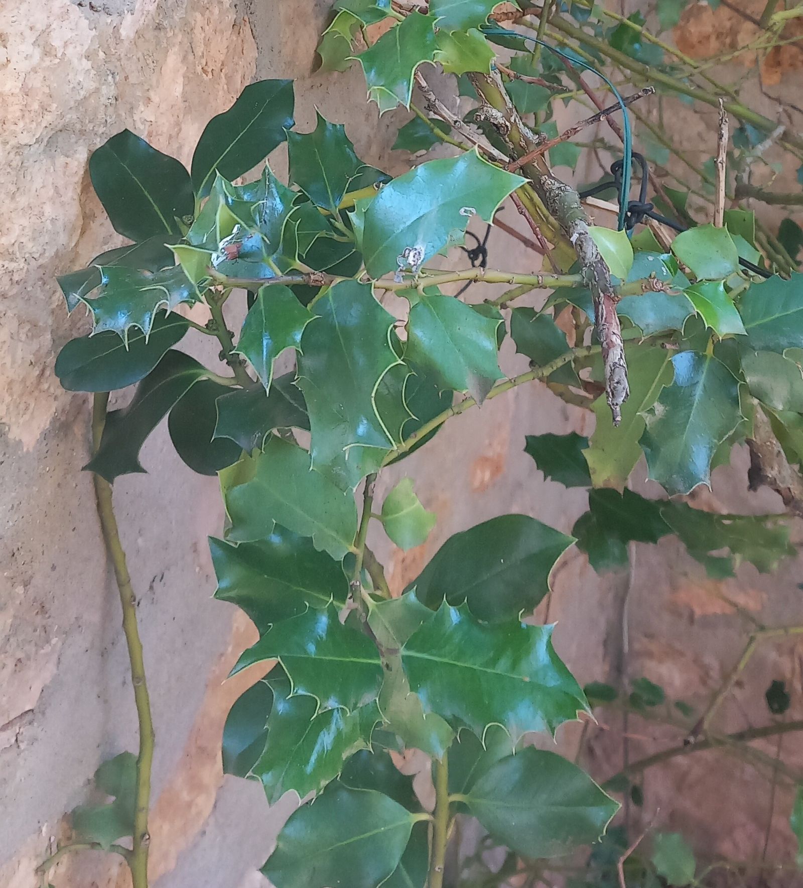 10 II Martes de Adviento