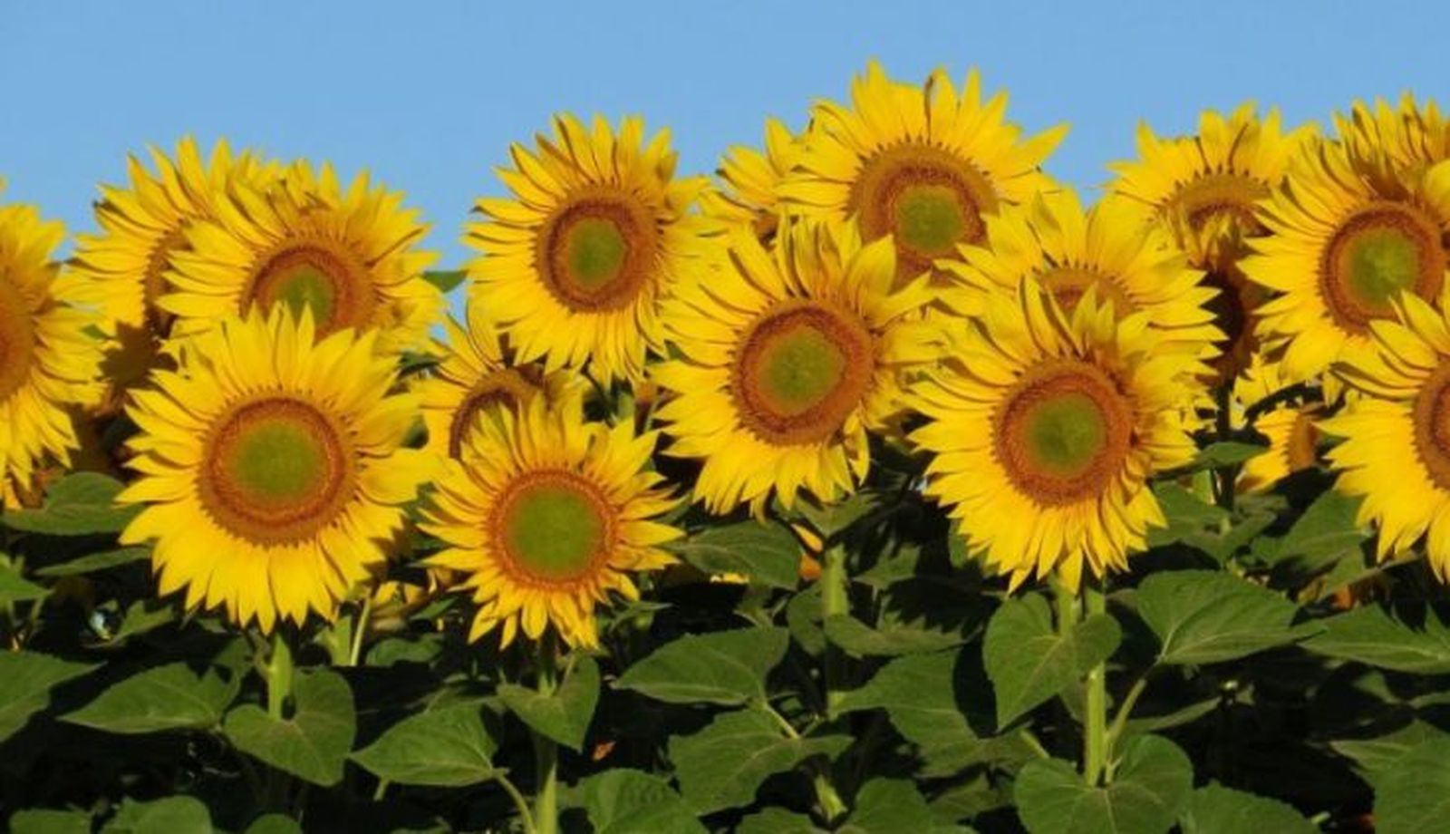 Esperanza en la unidad