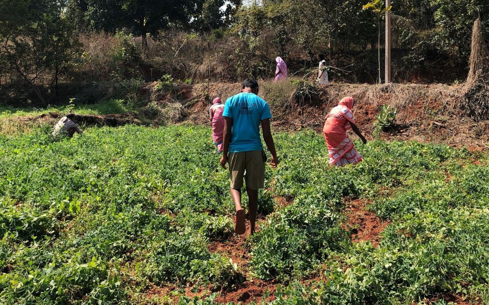 Agroecología en India