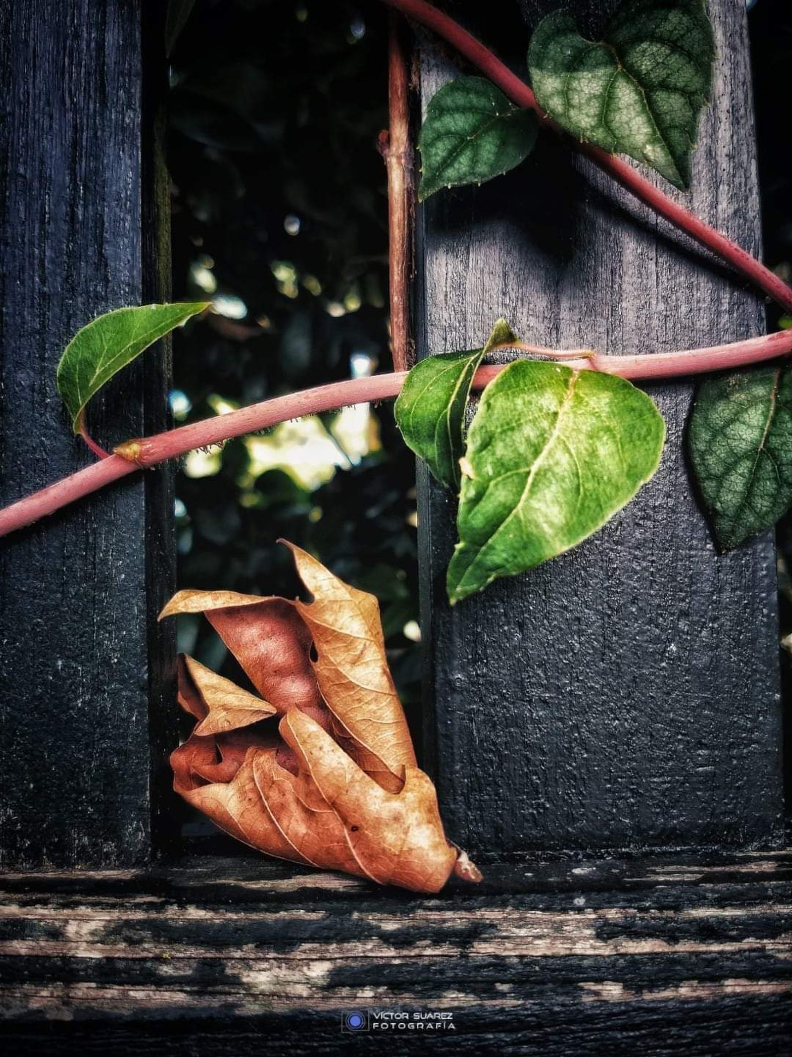 Felicitar compartiendo