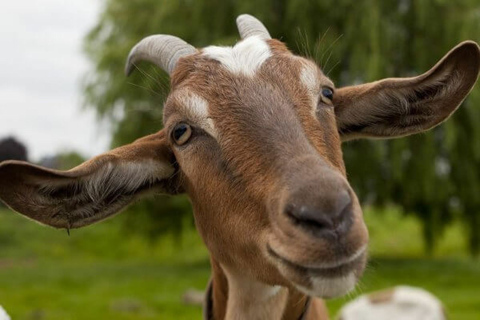 "Como cabras a las que se les deja invadir un jardín recién plantado; lo destrozan todo"